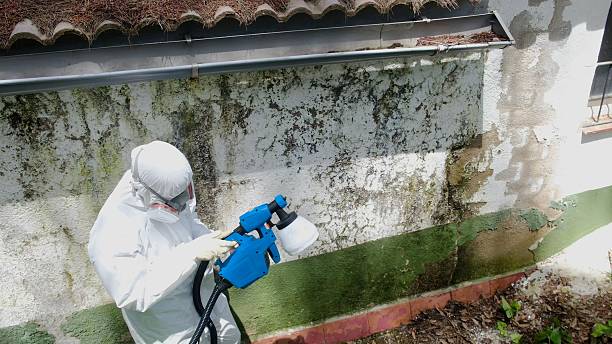 Top rated local Basement Mold Removal specialists in Baldwin, FL
